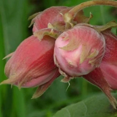 Фундук АКАДЕМИК ЯБЛОКОВ в Вологде