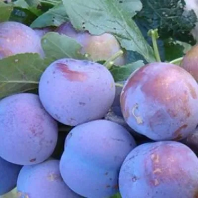 Слива НАГРАДА НЕМАНСКАЯ в Вологде