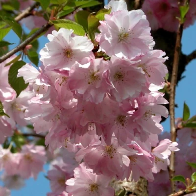 Вишня АККОЛЕЙД цветущая в Вологде