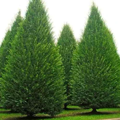 Граб  в Вологде