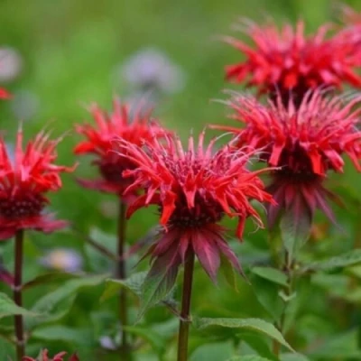 Монарда ПАНОРАМА РЕД в Вологде