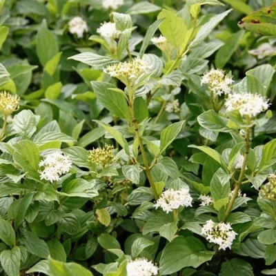 Дерен ФЛАВИРАМЕА отпрысковый  в Вологде