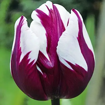 Тюльпан РЕМЗ ФЕЙВОРТ триумф в Вологде