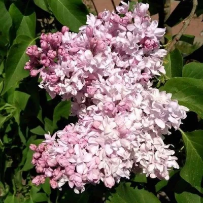 Сирень МИЛОСЕРДИЕ в Вологде