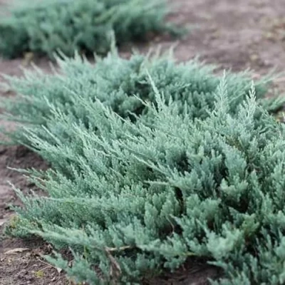 Можжевельник БЛЮ ЧИП горизонтальный в Вологде