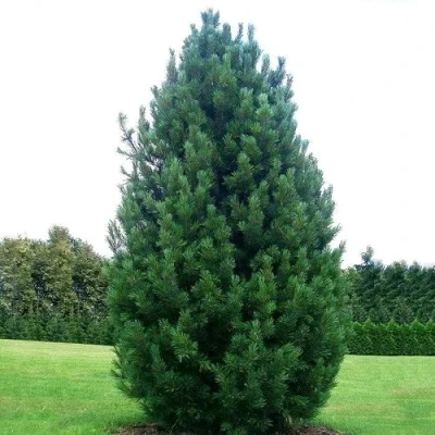 Сосна кедровая  в Вологде