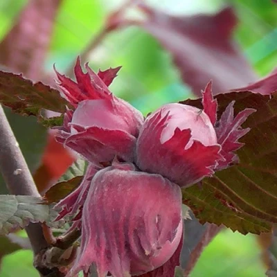 Фундук КАРДИНАЛ в Вологде
