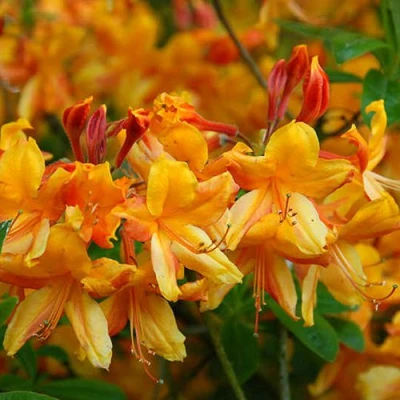 Азалия ОРАНЖ ХИТ листопадная в Вологде