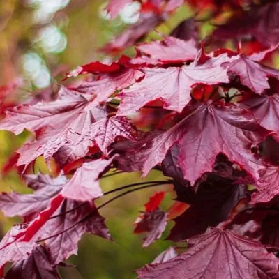 Клен РОЯЛ РЕД остролистный в Вологде