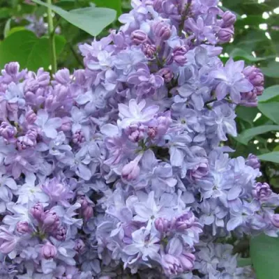 Сирень НЕБО МОСКВЫ в Вологде