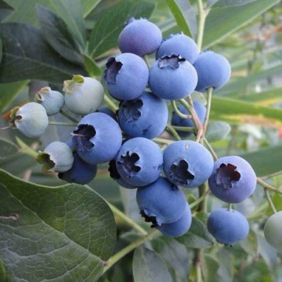 Голубика ЛЕГАЦИЯ в Вологде