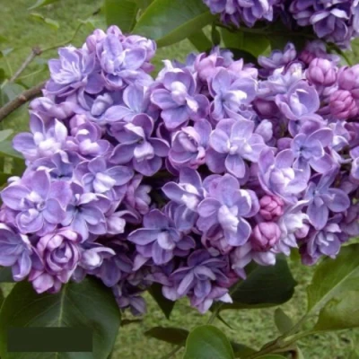 Сирень АМИ ШОТТ в Вологде