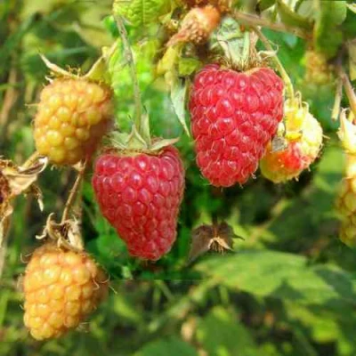 Малина РАДЗИЕВА в Вологде