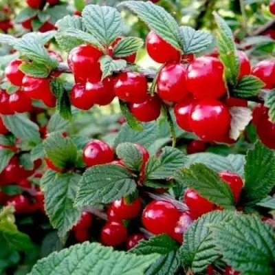 Вишня ВОСТОРГ войлочная в Вологде