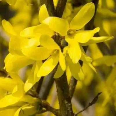 Форзиция ТАРАНДТ промежуточная в Вологде