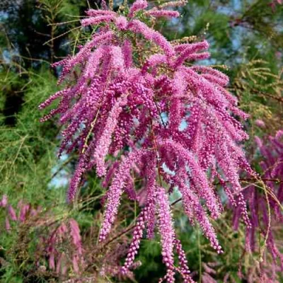 Тамарикс ПИНК КАСКАД в Вологде