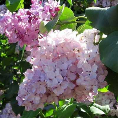 Сирень ГОРТЕНЗИЯ в Вологде