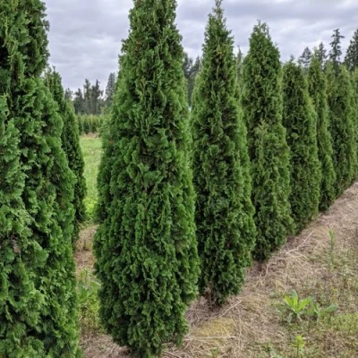 Туя ДЕГРУТ СПАЙР западная в Вологде