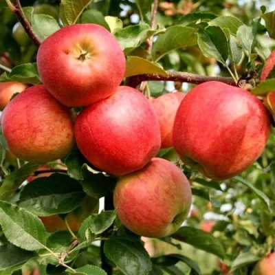 Яблоня ГАЛА МАСТ в Вологде