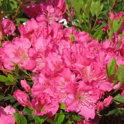 Азалия КИРСТИН японская в Вологде