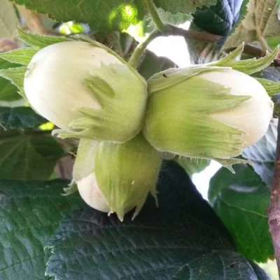 Фундук ЮННАТ в Вологде