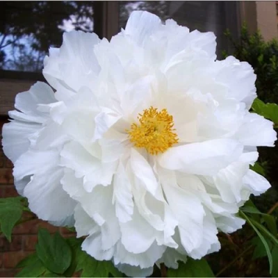 Пион БЕЛЫЙ НЕФРИТ древовидный в Вологде