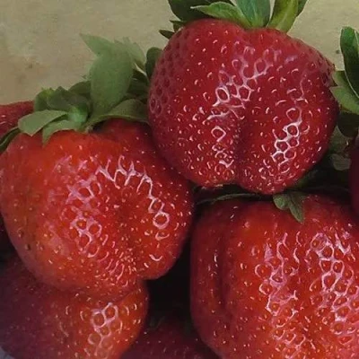 саженцы клубники Дестени