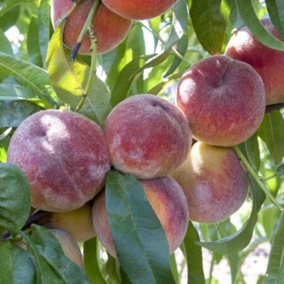 Персик ЗАРМЕНЮ в Вологде