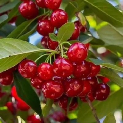 Вишня ГИРЛЯНДА в Вологде