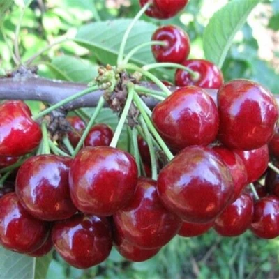 Вишня ДЕСЕРТНАЯ МОРОЗОВОЙ в Вологде