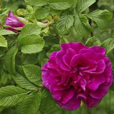 Шиповник ХАНСА в Вологде