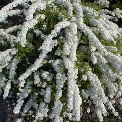 саженцы спиреи аргута