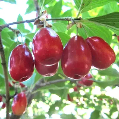 Кизил ЛУКЬЯНОВСКИЙ в Вологде