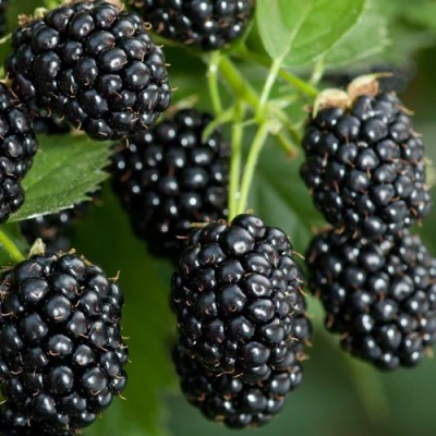 Ежевика ЧЕРНАЯ МАГИЯ ремонтантная в Вологде