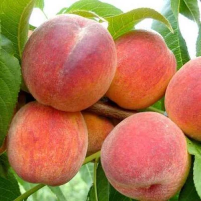 Персик ФЛЕМИНГ ФЬЮРИ в Вологде