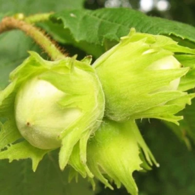 Фундук КАТАЛОНСКИЙ в Вологде