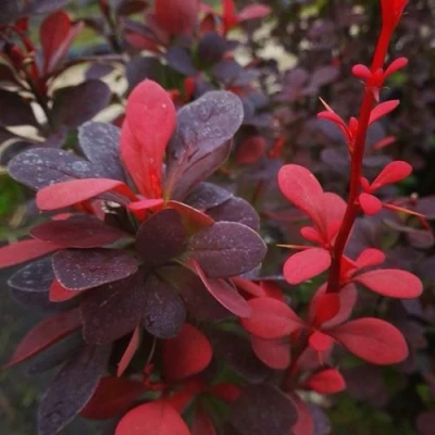 Барбарис РЕД ПИЛЛАР тунберга в Вологде