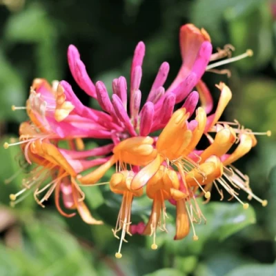 Жимолость ГЕКРОТА в Вологде