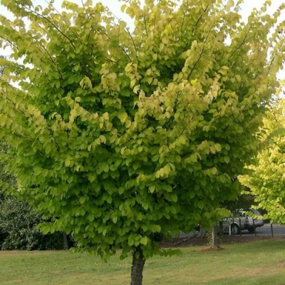 Вяз обыкновенный в Вологде