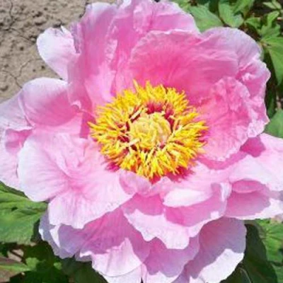 Пион МАРАМАЦУ-ЗАКУРА древовидный в Вологде