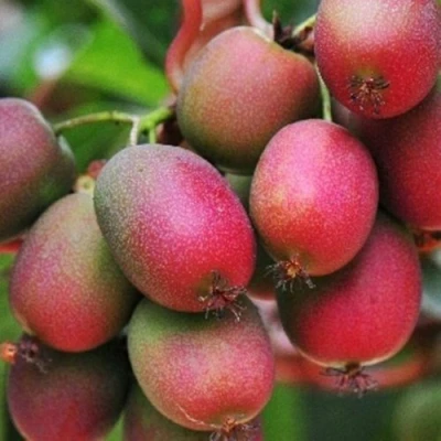 Актинидия ВЕЙКИ аргута в Вологде