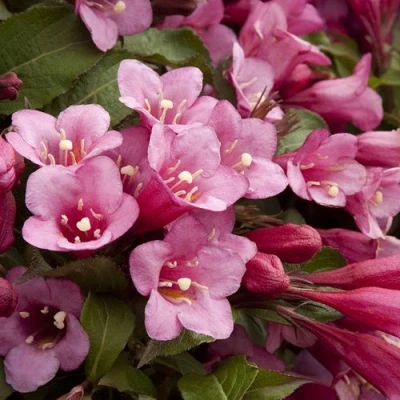 Вейгела ФЛОРИДА в Вологде