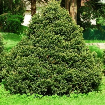 Ель ОЛЕНДОРФИ обыкновенная в Вологде