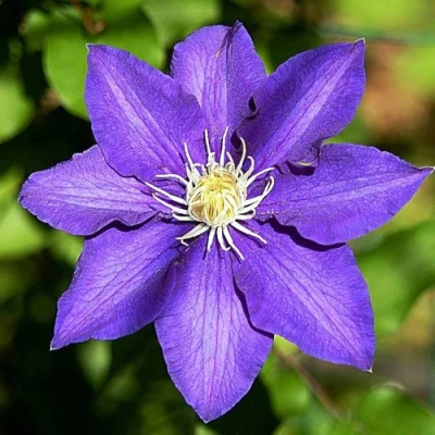 Клематис ЗЕ ПРЕЗИДЕНТ в Вологде