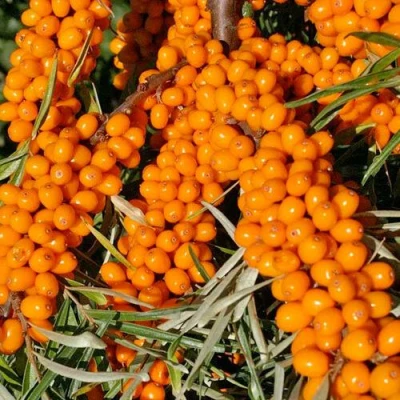 Облепиха ЕЛИЗАВЕТА в Вологде