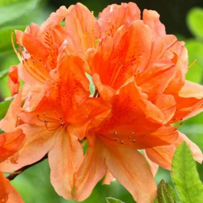 Азалия ГЕЙША ОРАНЖ японская в Вологде