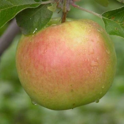 Яблоня БРЯНСКОЕ ЗОЛОТИСТОЕ в Вологде