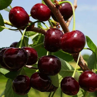 Вишня РОВЕСНИЦА в Вологде