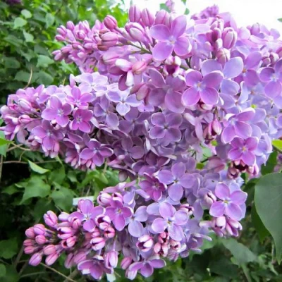 Сирень ОЛЯ в Вологде