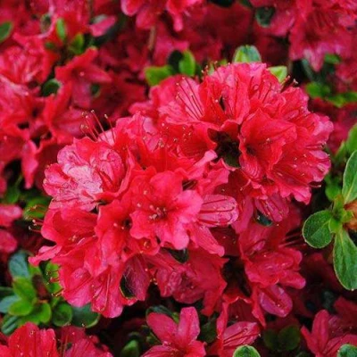 Азалия ХИНО КРИМСОН японская в Вологде